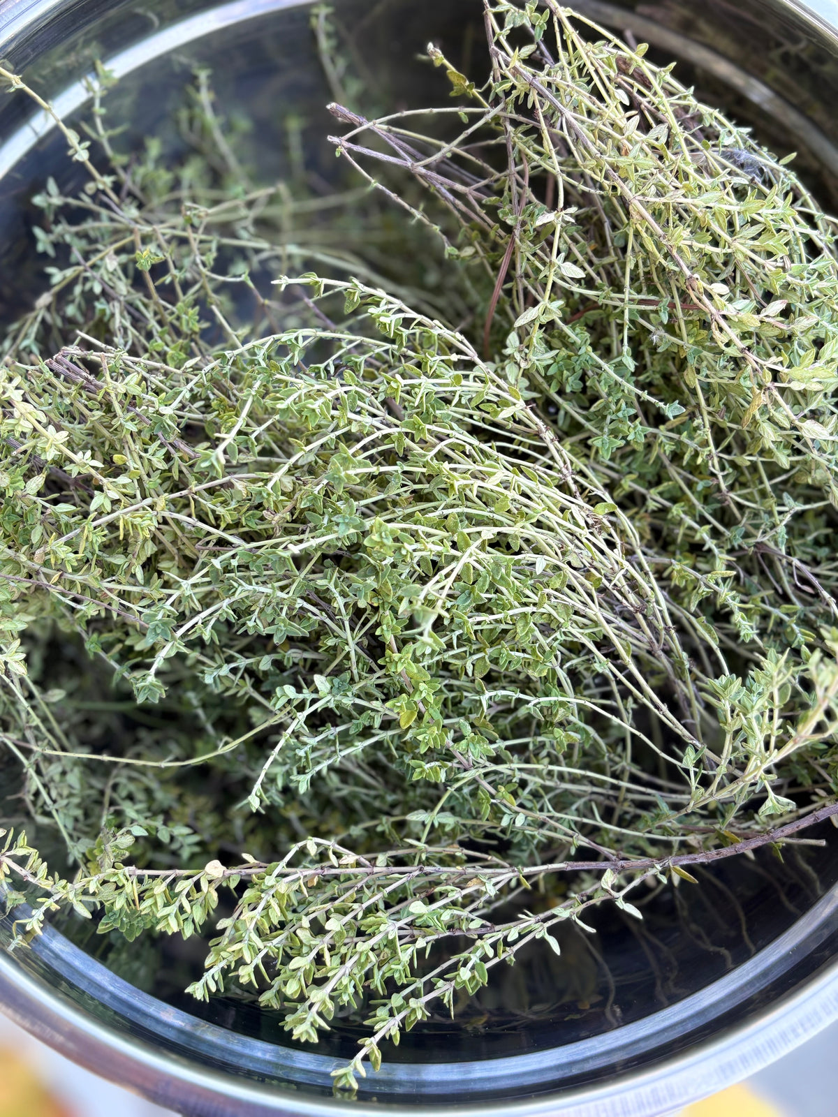 Thyme Glycerite