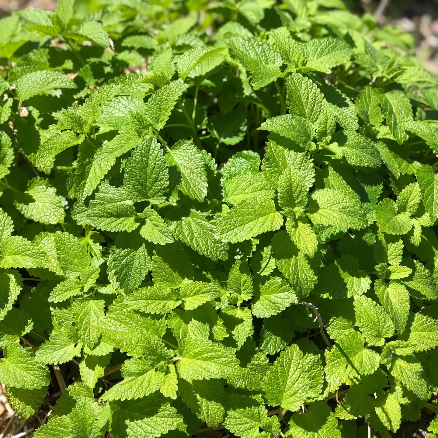Elixir of Life Spray - Lemon Balm Hydrosol