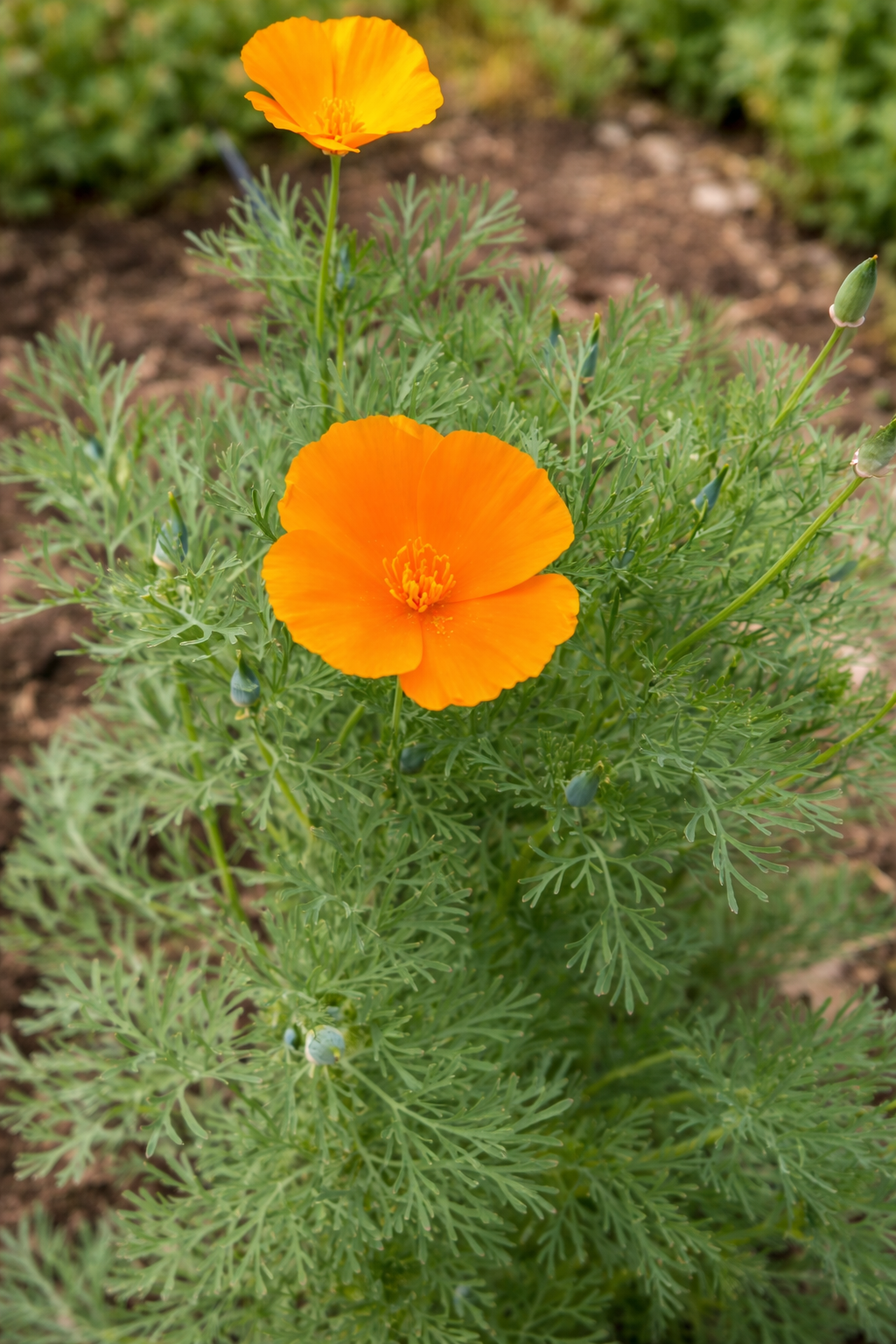 California Poppy Calm Glycerite