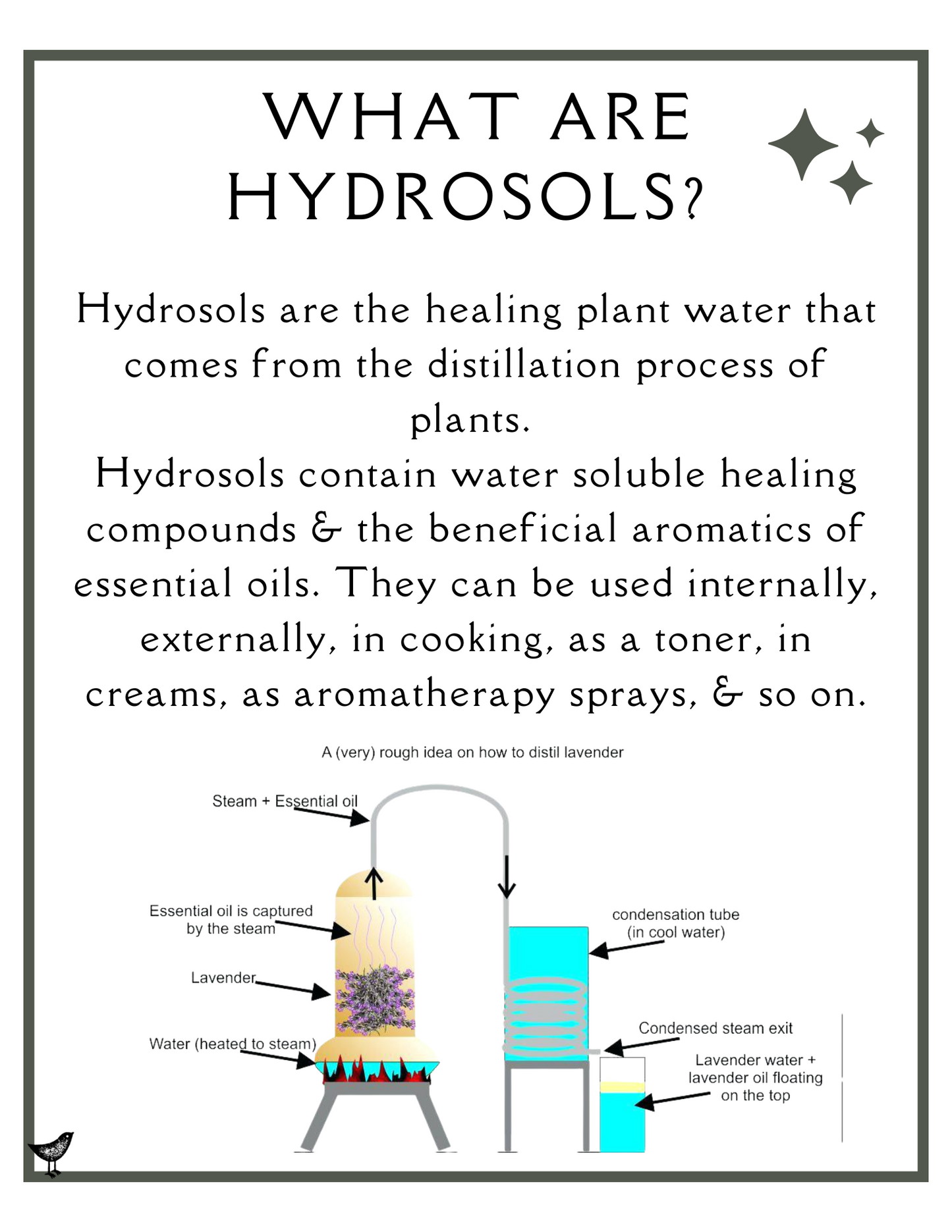 Anti Spray - Oregano Hydrosol