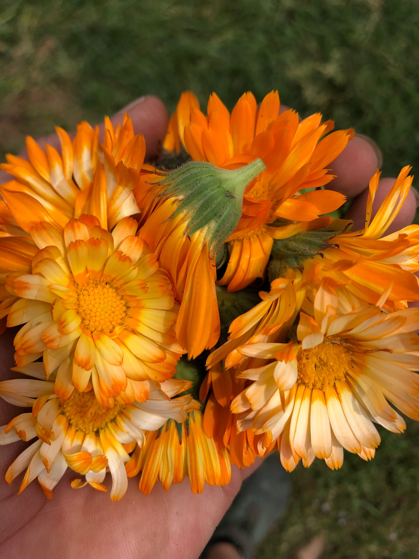 Calendula Herbal Oil