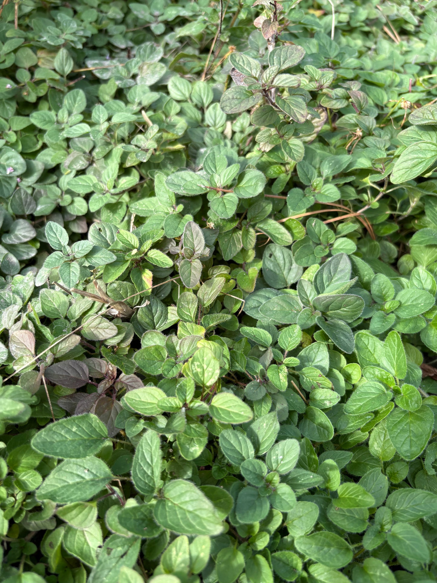 Oregano Glycerite